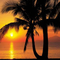 Fotomural Palmy Beach Sunrise 8-255