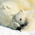 Fotomural Polar bears 1-605