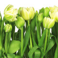 Papel Tapiz Tulips 8-900